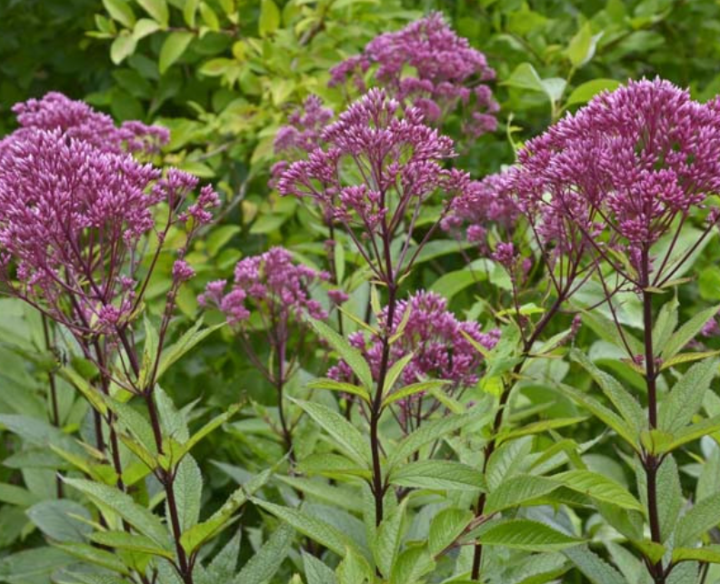 Eupatorium dubium Baby Joe.png