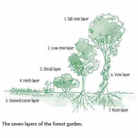 7 layers of food forest garden