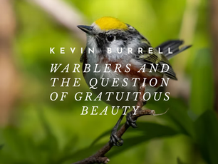 Warblers and the Question of Gratuitous Beauty—Kevin Burrell