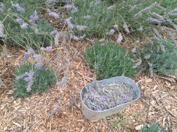 Organic Lavender Patch