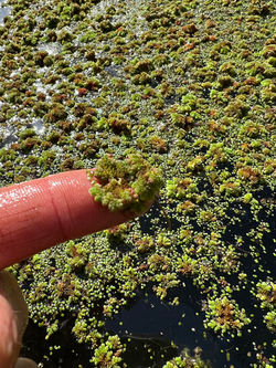 Azolla on Finger
