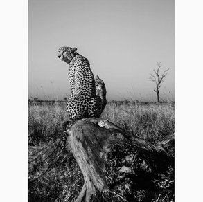 South African wildlife photographer Ross Couper showcases his cheetah images in black and white captured in various region such as South Africa, Zimbabwe and the Serengeti.