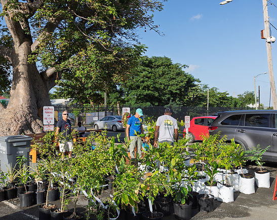Community Celebrates the Holidays with Free Tree Giveaway and Festive Walk