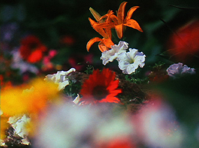 Image extraite d'un film de Georges Rey Fleurs. Abondance de fleurs dont certaines sont floues. Lys, pétunias, marguerite rouge