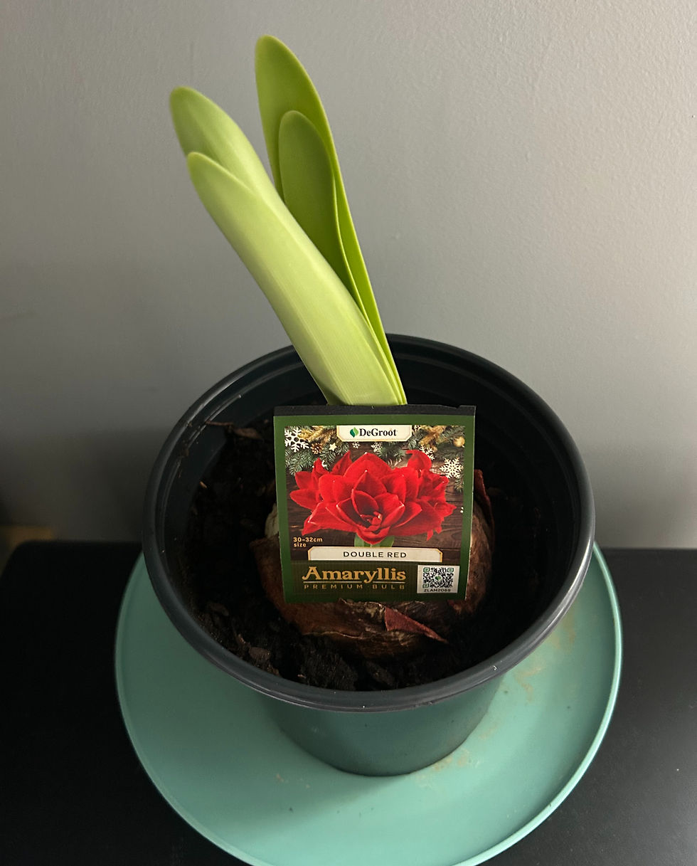 Growing Amaryllis