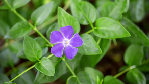 Creeping Myrtle