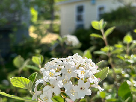 Korean Spice Viburnum