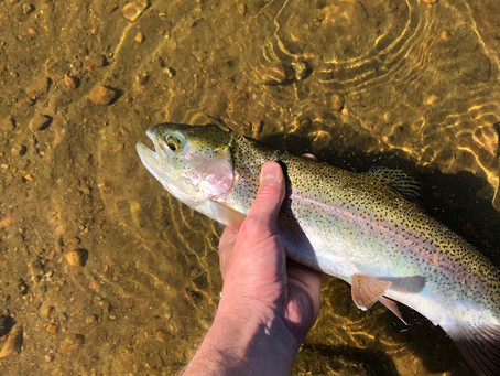Fly Fishing Newbie