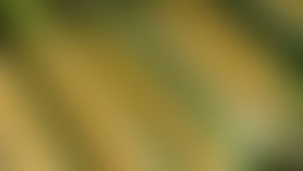 Corn Silk