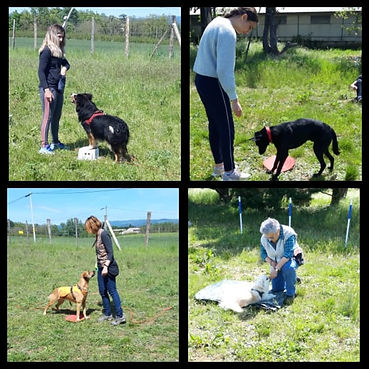 Education canine Drôme Ardèche