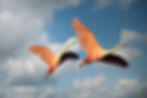 Virtuessence Freedom