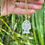 Thumbnail: Sunfish Pendant | Rock Crystal
