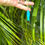Thumbnail: Sardinia Fish Pendant | Turquoise 