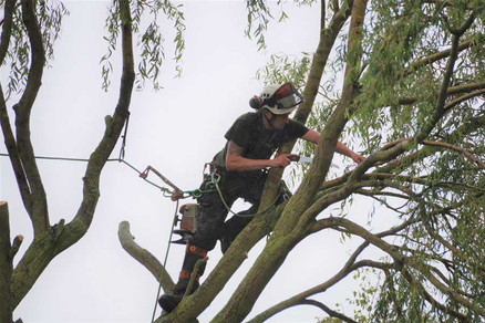 Lincolnshire Tree Services - climbing
