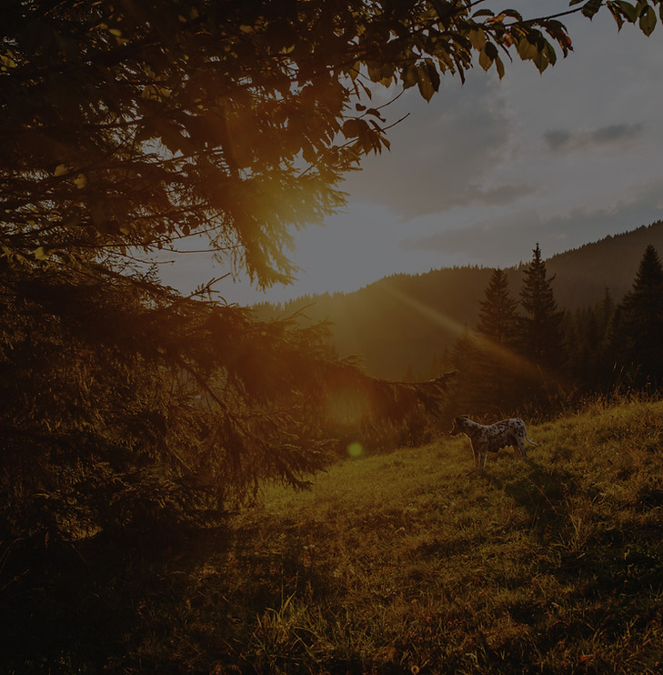 dog-at-sunset-in-the-mountains-2025-03-1