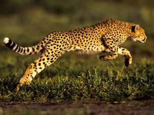 Agile Leadership - What's New and What's in it for You?