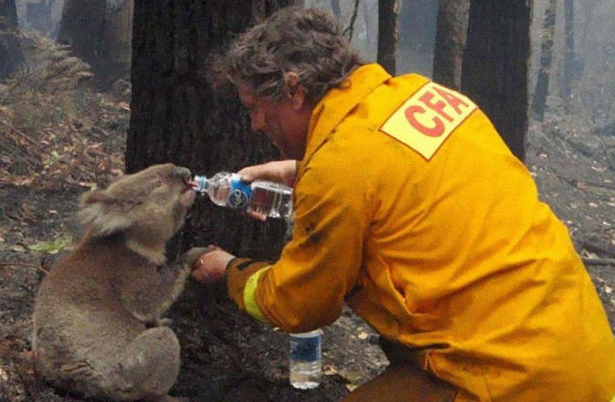 Coala recebe água de um bombeiro na Austrália.