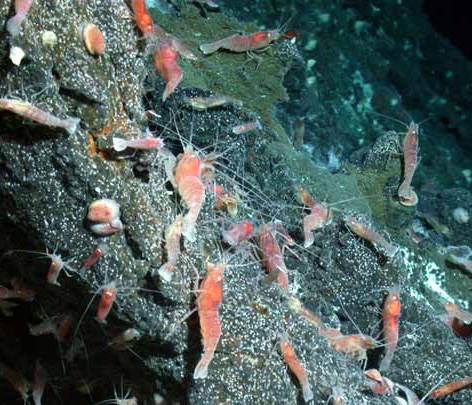 Camarões vivendo em vulcões submarinos, a 400ºC.
