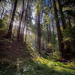 muir woods-02.jpg