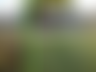 Stouffville Leaf Removal | Dorman Property Services