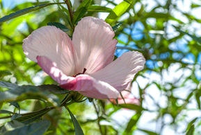 Returning to Peace - How Ho’oponopono Can Transform Your Life