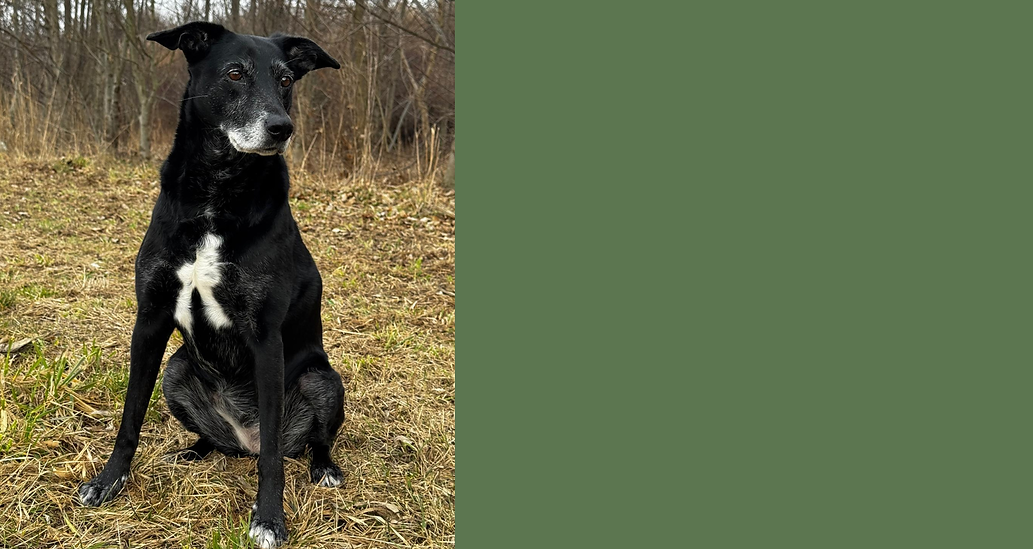 Sfondo Desktop con Cane in Stile Moderno in Arancio Marrone e Bianco (9).png