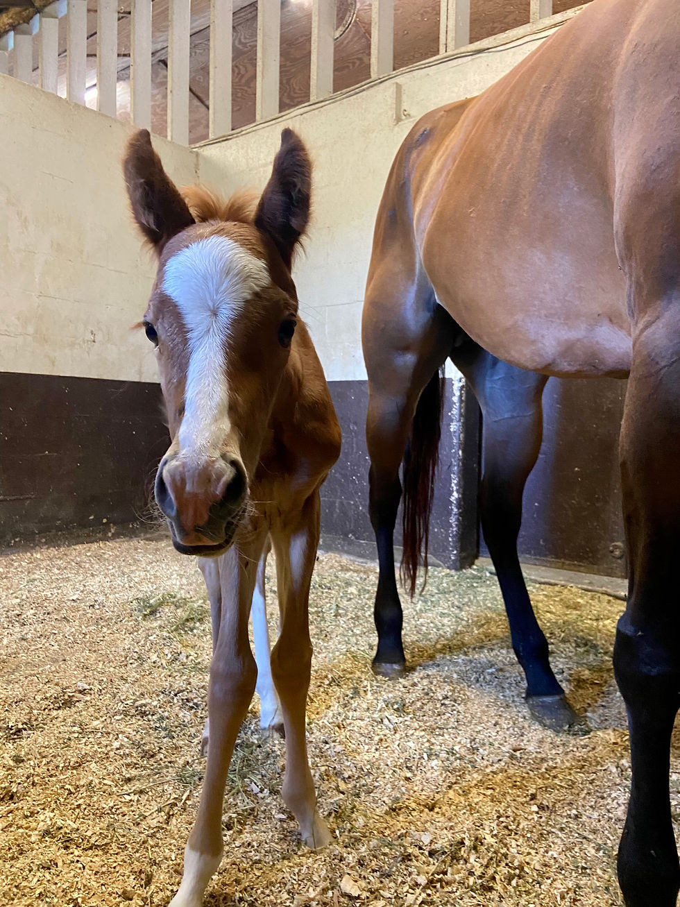 Wentz Foal