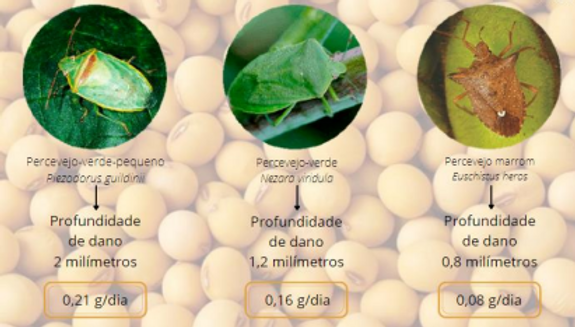 Percevejo 7.png