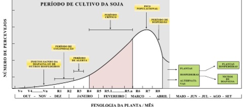 Percevejo 5.png