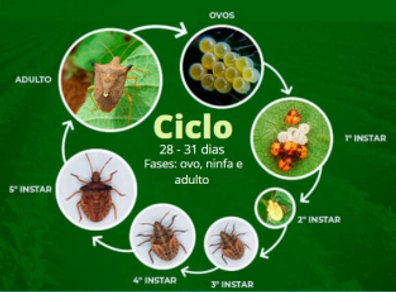Percevejo 1.png