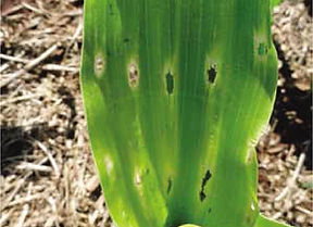 Sistema Roundup ready plus.jpg