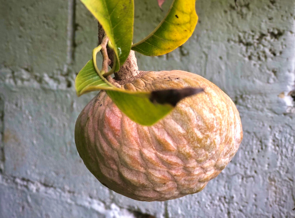 Actual Fat Backyard Custard Apple in Jamaica • 2023 Photo Cred: Jupitaz Moon