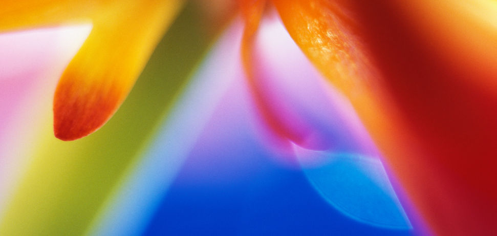 flower.jpg