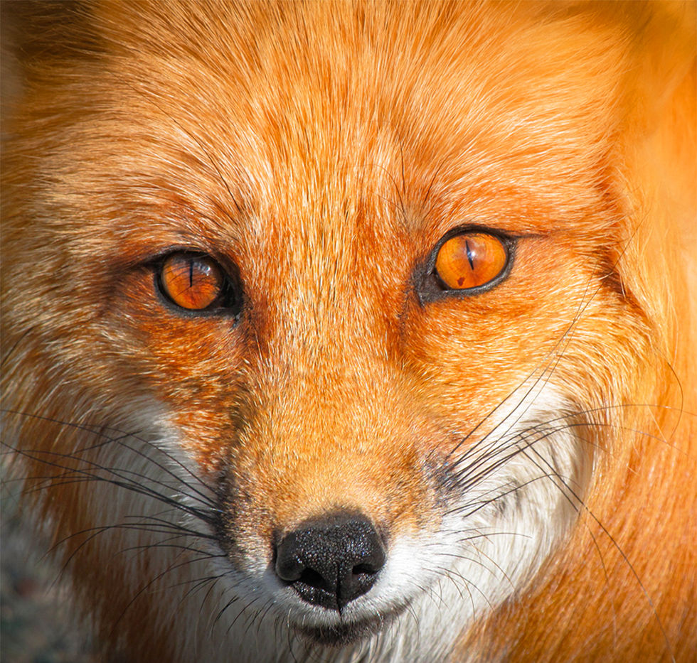 This Mischevious Fox posed for me while exploring in Teslin, Yukon.  Curiosity and Fire fill her eyes, placing full trust in me as I capture her beauty.  A moment of stillness and wild connection.  A beautiful moment witnising the spirit of the fox.

Captured by Amy Joy Alvarado.