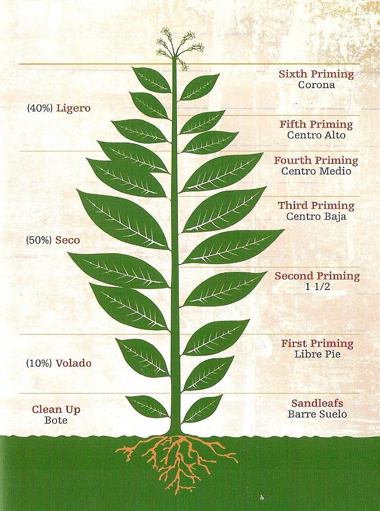 So What's the Big Deal About Ligero?