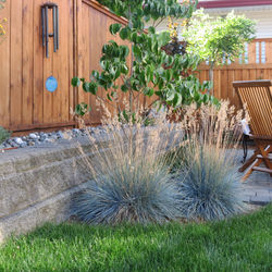 Foundation Plantings