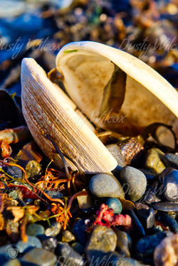 Homer Beach 2018 (4)