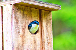 Green Tree Swallow
