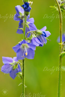 blue flowers