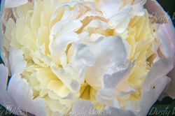 White Peony