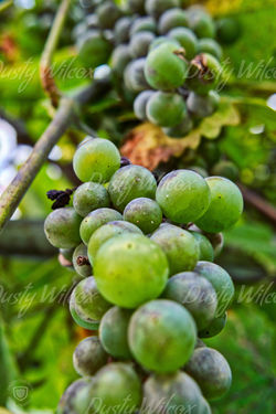 Grapes Raucesti Romania