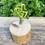 Thumbnail: Dark green and vibrant yellow patterned enamelled copper tree
