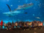 2024 trip to the Georgia Aquarium!