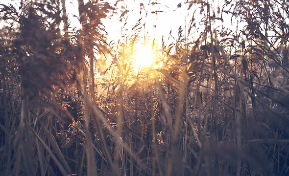Field Sunset