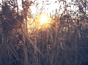 Field Sunset