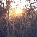Field Sunset