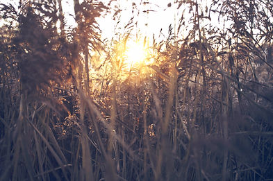 Sonnenuntergang durch das Schilf
