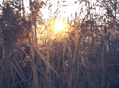 Field Sunset