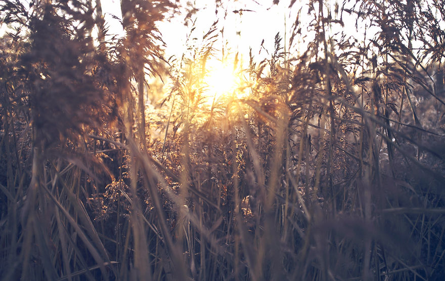 Field Sunset