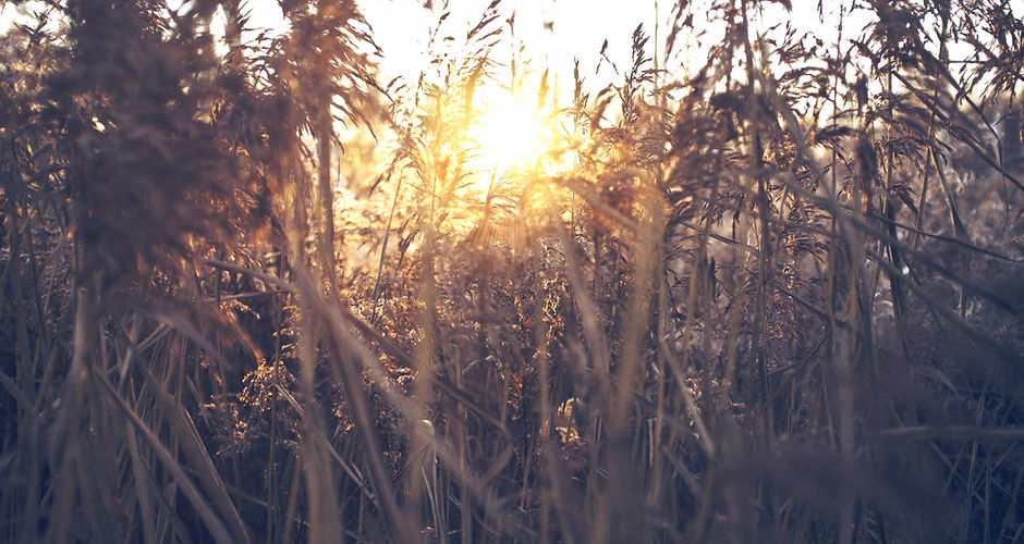 Field Sunset